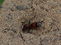 Dasymutilla nigripes