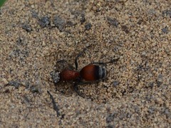 Dasymutilla nigripes