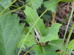 Chloealtis conspersa