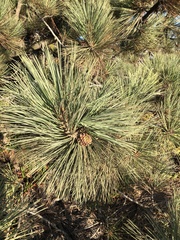 Pinus torreyana