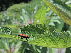 Rhodobaenus tredecimpunctatus