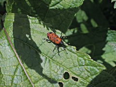 Rhodobaenus tredecimpunctatus