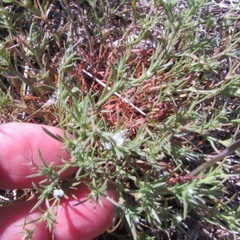 Polypremum procumbens