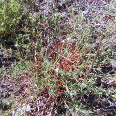 Polypremum procumbens