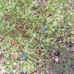 Polypremum procumbens