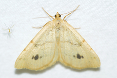 Macaria ribearia