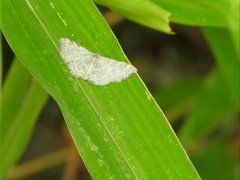 Idaea costiguttata