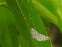 Idaea costiguttata
