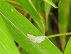 Idaea costiguttata