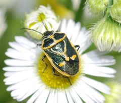 Eurydema gebleri