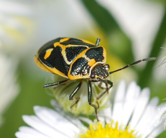 Eurydema gebleri