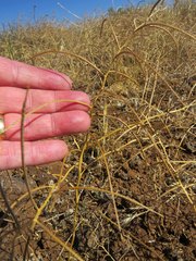 Sisymbrium orientale