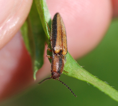 Ludioschema vittiger