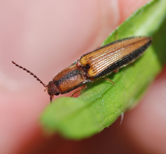 Ludioschema vittiger