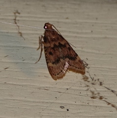 Aglossa disciferalis