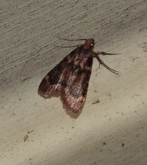 Aglossa disciferalis