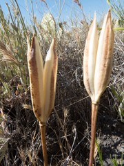 Calochortus kennedyi