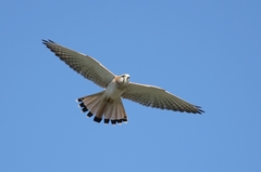 Falco cenchroides cenchroides