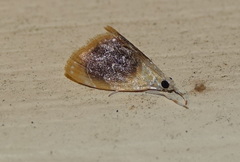 Glaphyria fulminalis