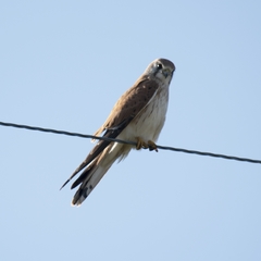 Falco cenchroides cenchroides