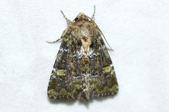 Oligia chlorostigma