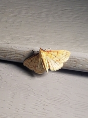 Polygrammodes flavidalis