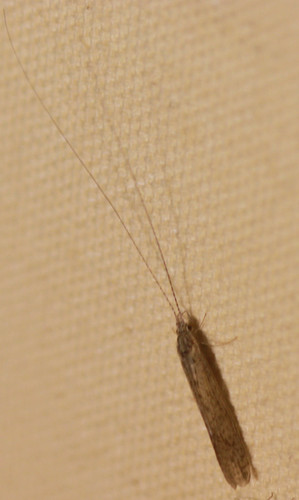 Trichoptera