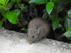 Sigmodon mascotensis