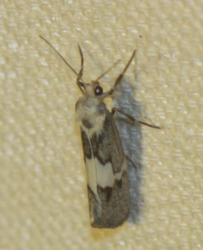 Cisthene deserta photo 3