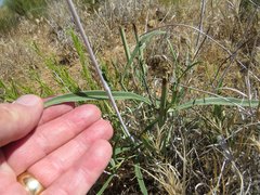Penstemon subulatus