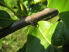 Agrilus obsoletoguttatus