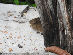 Sigmodon mascotensis