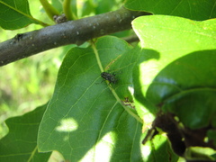 Agrilus obsoletoguttatus