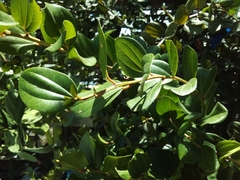 Sarcomphalus domingensis