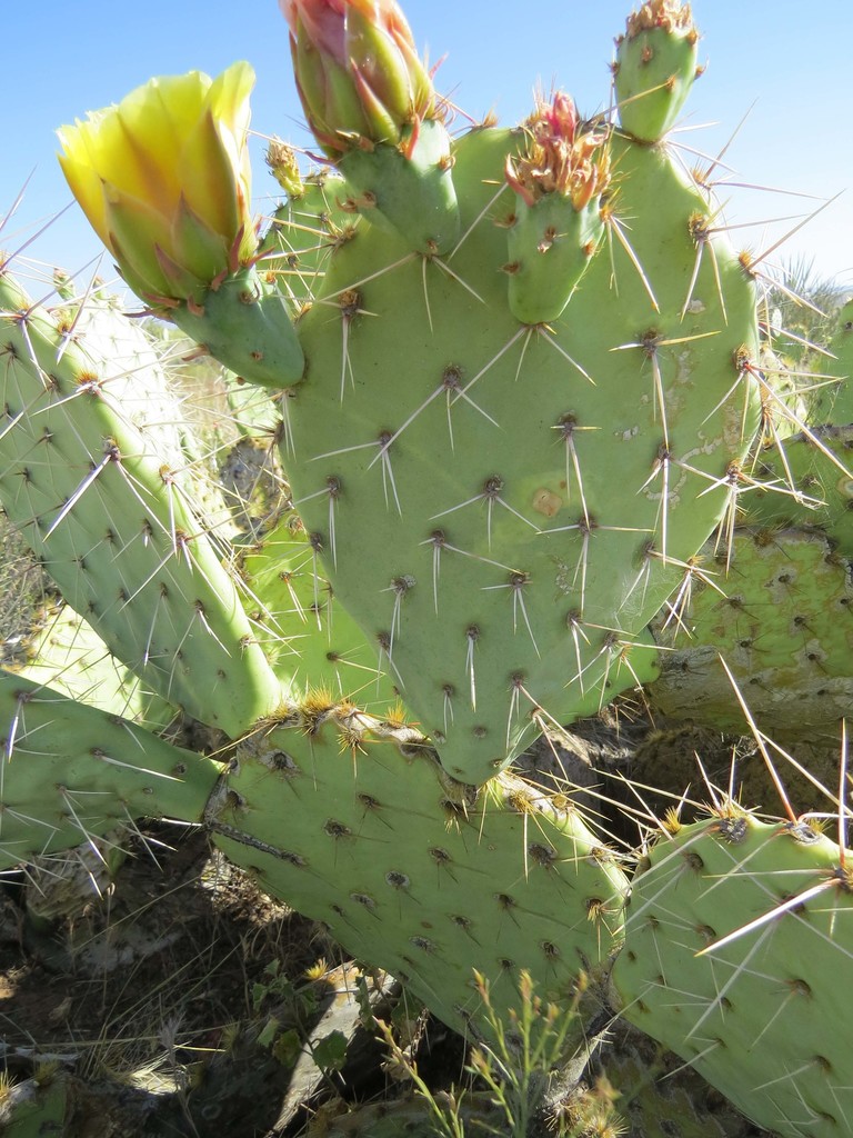 Arizona Pricklypear