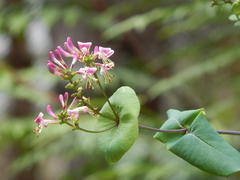 Lonicera hispidula