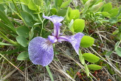 Iris hookeri