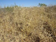 Sisymbrium orientale