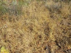 Sisymbrium orientale