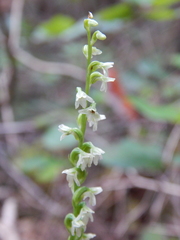 Platanthera ephemerantha