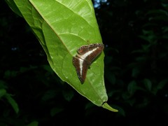 Nymphidium derufata