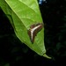 Nymphidium derufata - Photo (c) Lepidoptera Colombiana 🇨🇴, alguns direitos reservados (CC BY-NC), uploaded by Lepidoptera Colombiana 🇨🇴