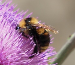 Bombus rufocinctus