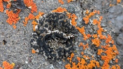 Umbilicariomycetidae