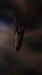 Acrolophus arcanella