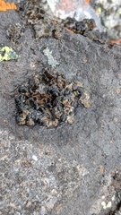 Umbilicariomycetidae