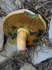 Caloboletus frustosus