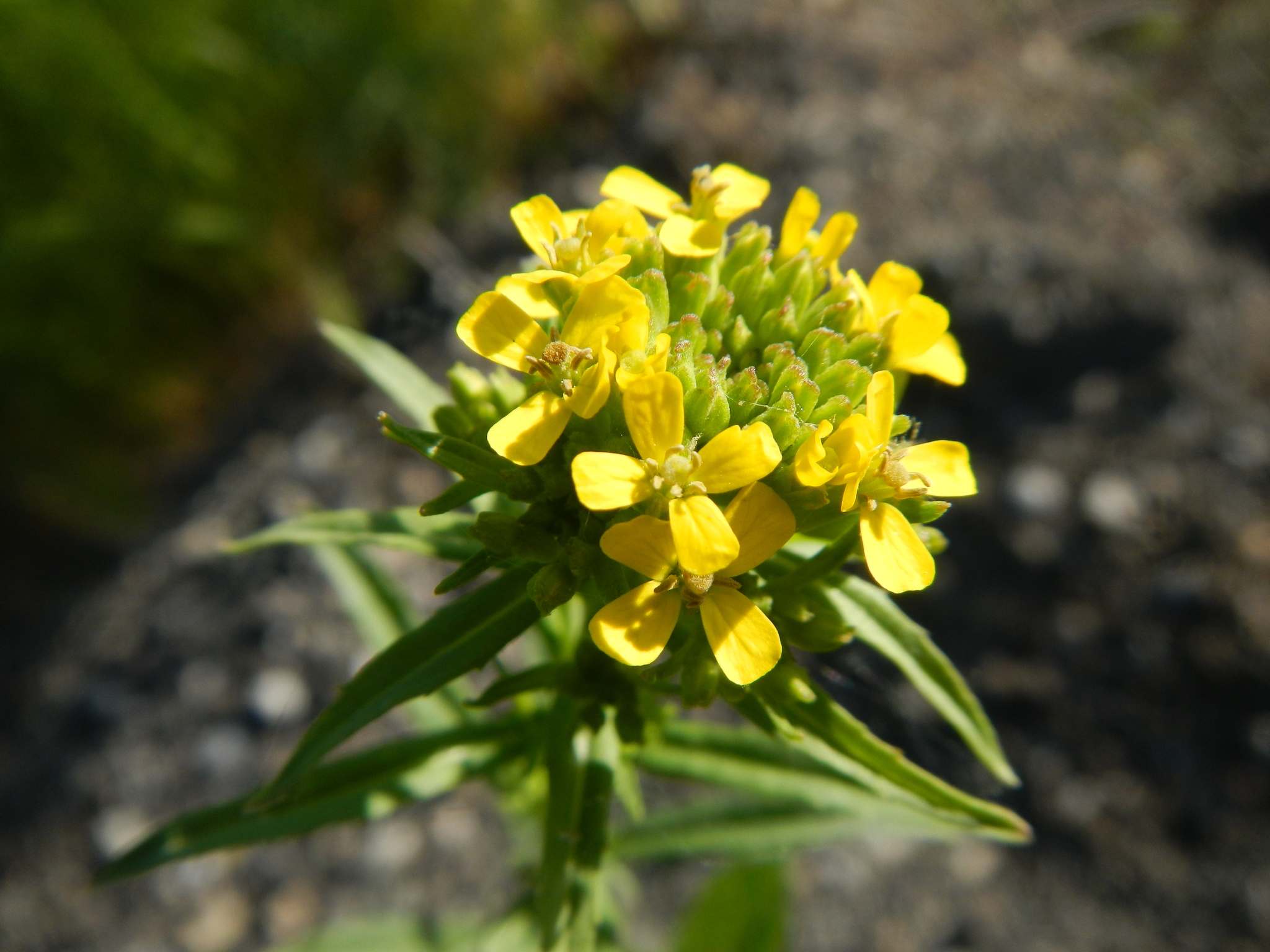 Erysimum hieraciifolium