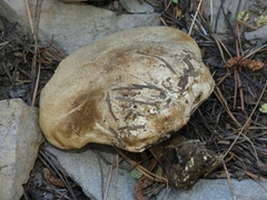 Caloboletus frustosus