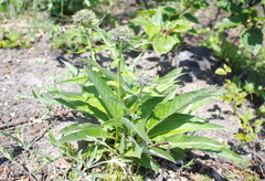 Saussurea pseudotilesii